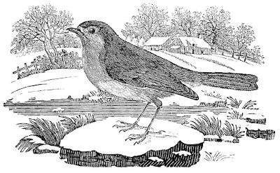 Robin by Thomas Bewick