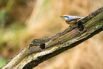 Nuthatch