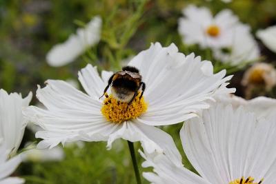 Bee on a flower