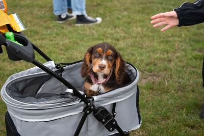 Tyne Derwent Way dog show